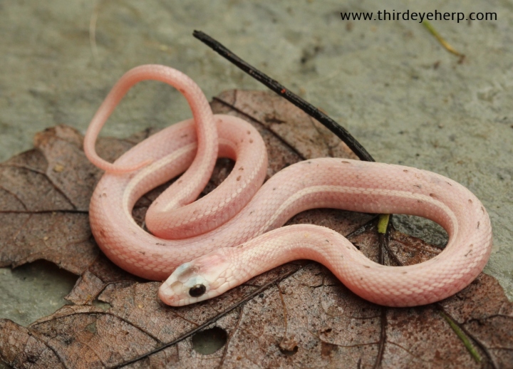 Nebraska White Plains Garter Snake